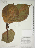 中文名:蘭嶼落葉榕(S012996)學名:Ficus ruficaulis Merr. var. antaoensis (Hayata) Hatusima & Liao(S012996)中文別名:落葉榕