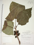 中文名:蘭嶼落葉榕(S016615)學名:Ficus ruficaulis Merr. var. antaoensis (Hayata) Hatusima & Liao(S016615)中文別名:落葉榕