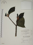 中文名:蘭嶼落葉榕(S028444)學名:Ficus ruficaulis Merr. var. antaoensis (Hayata) Hatusima & Liao(S028444)中文別名:落葉榕