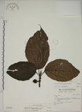 中文名:蘭嶼落葉榕(S036908)學名:Ficus ruficaulis Merr. var. antaoensis (Hayata) Hatusima & Liao(S036908)中文別名:落葉榕