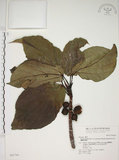 中文名:蘭嶼落葉榕(S043007)學名:Ficus ruficaulis Merr. var. antaoensis (Hayata) Hatusima & Liao(S043007)中文別名:落葉榕