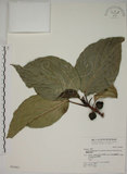 中文名:蘭嶼落葉榕(S046870)學名:Ficus ruficaulis Merr. var. antaoensis (Hayata) Hatusima & Liao(S046870)中文別名:落葉榕