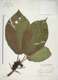 中文名:蘭嶼落葉榕(S048376)學名:Ficus ruficaulis Merr. var. antaoensis (Hayata) Hatusima & Liao(S048376)中文別名:落葉榕