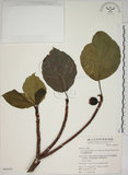 中文名:蘭嶼落葉榕(S049693)學名:Ficus ruficaulis Merr. var. antaoensis (Hayata) Hatusima & Liao(S049693)中文別名:落葉榕