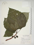 中文名:蘭嶼落葉榕(S049894)學名:Ficus ruficaulis Merr. var. antaoensis (Hayata) Hatusima & Liao(S049894)中文別名:落葉榕