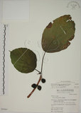 中文名:蘭嶼落葉榕(S050885)學名:Ficus ruficaulis Merr. var. antaoensis (Hayata) Hatusima & Liao(S050885)中文別名:落葉榕