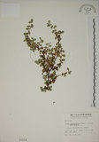 中文名:越橘葉蔓榕(S001214)學名:Ficus vaccinioides Hemsl. ex King(S001214)英文名:Vaccinium Fig