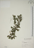 中文名:越橘葉蔓榕(S001592)學名:Ficus vaccinioides Hemsl. ex King(S001592)英文名:Vaccinium Fig