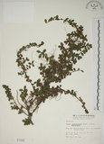 中文名:越橘葉蔓榕(S001595)學名:Ficus vaccinioides Hemsl. ex King(S001595)英文名:Vaccinium Fig