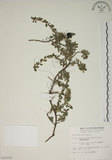 中文名:越橘葉蔓榕(S010202)學名:Ficus vaccinioides Hemsl. ex King(S010202)英文名:Vaccinium Fig