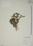 中文名:越橘葉蔓榕(S010203)學名:Ficus vaccinioides Hemsl. ex King(S010203)英文名:Vaccinium Fig