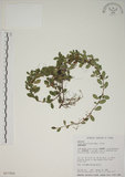 中文名:越橘葉蔓榕(S017565)學名:Ficus vaccinioides Hemsl. ex King(S017565)英文名:Vaccinium Fig