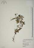 中文名:越橘葉蔓榕(S018521)學名:Ficus vaccinioides Hemsl. ex King(S018521)英文名:Vaccinium Fig