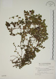 中文名:越橘葉蔓榕(S028380)學名:Ficus vaccinioides Hemsl. ex King(S028380)英文名:Vaccinium Fig