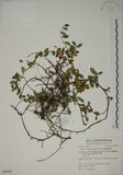 中文名:越橘葉蔓榕(S062842)學名:Ficus vaccinioides Hemsl. ex King(S062842)英文名:Vaccinium Fig