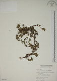 中文名:越橘葉蔓榕(S065158)學名:Ficus vaccinioides Hemsl. ex King(S065158)英文名:Vaccinium Fig