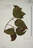 中文名:幹花榕(S012814)學名:Ficus variegata Blume var. garciae (Elmer) Corner(S012814)英文名:Konishi Fig