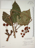 中文名:幹花榕(S031553)學名:Ficus variegata Blume var. garciae (Elmer) Corner(S031553)英文名:Konishi Fig