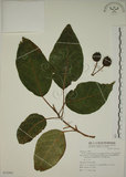 中文名:幹花榕(S072591)學名:Ficus variegata Blume var. garciae (Elmer) Corner(S072591)英文名:Konishi Fig