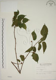 中文名:小桑樹(S002442)學名:Morus australis Poir.(S002442)中文別名:小葉桑英文名:Taiwan Mulberry
