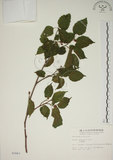 中文名:小桑樹(S002443)學名:Morus australis Poir.(S002443)中文別名:小葉桑英文名:Taiwan Mulberry