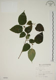 中文名:小桑樹(S004008)學名:Morus australis Poir.(S004008)中文別名:小葉桑英文名:Taiwan Mulberry