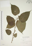 中文名:小桑樹(S004623)學名:Morus australis Poir.(S004623)中文別名:小葉桑英文名:Taiwan Mulberry