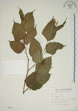 中文名:小桑樹(S004624)學名:Morus australis Poir.(S004624)中文別名:小葉桑英文名:Taiwan Mulberry