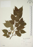 中文名:小桑樹(S004766)學名:Morus australis Poir.(S004766)中文別名:小葉桑英文名:Taiwan Mulberry