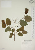 中文名:小桑樹(S007892)學名:Morus australis Poir.(S007892)中文別名:小葉桑英文名:Taiwan Mulberry