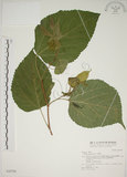 中文名:小桑樹(S030706)學名:Morus australis Poir.(S030706)中文別名:小葉桑英文名:Taiwan Mulberry