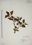 中文名:小桑樹(S032266)學名:Morus australis Poir.(S032266)中文別名:小葉桑英文名:Taiwan Mulberry