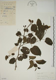 中文名:小桑樹(S037445)學名:Morus australis Poir.(S037445)中文別名:小葉桑英文名:Taiwan Mulberry