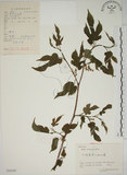 中文名:小桑樹(S058185)學名:Morus australis Poir.(S058185)中文別名:小葉桑英文名:Taiwan Mulberry