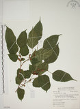 中文名:小桑樹(S063304)學名:Morus australis Poir.(S063304)中文別名:小葉桑英文名:Taiwan Mulberry