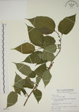 中文名:小桑樹(S063723)學名:Morus australis Poir.(S063723)中文別名:小葉桑英文名:Taiwan Mulberry