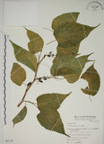 中文名:小桑樹(S065156)學名:Morus australis Poir.(S065156)中文別名:小葉桑英文名:Taiwan Mulberry