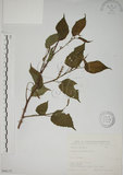 中文名:小桑樹(S066152)學名:Morus australis Poir.(S066152)中文別名:小葉桑英文名:Taiwan Mulberry