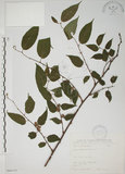 中文名:小桑樹(S066153)學名:Morus australis Poir.(S066153)中文別名:小葉桑英文名:Taiwan Mulberry