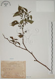 中文名:小桑樹(S066159)學名:Morus australis Poir.(S066159)中文別名:小葉桑英文名:Taiwan Mulberry