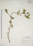 中文名:小桑樹(S072778)學名:Morus australis Poir.(S072778)中文別名:小葉桑英文名:Taiwan Mulberry