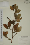 中文名:薜荔(S005418)學名:Ficus pumila L. var. pumila(S005418)英文名:Climbiny Fig