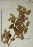 中文名:薜荔(S005419)學名:Ficus pumila L. var. pumila(S005419)英文名:Climbiny Fig