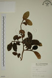 中文名:薜荔(S005420)學名:Ficus pumila L. var. pumila(S005420)英文名:Climbiny Fig