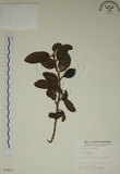 中文名:薜荔(S005421)學名:Ficus pumila L. var. pumila(S005421)英文名:Climbiny Fig