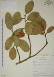 中文名:薜荔(S016051)學名:Ficus pumila L. var. pumila(S016051)英文名:Climbiny Fig