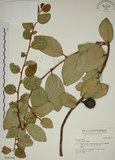 中文名:薜荔(S016764)學名:Ficus pumila L. var. pumila(S016764)英文名:Climbiny Fig