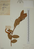 中文名:薜荔(S030121)學名:Ficus pumila L. var. pumila(S030121)英文名:Climbiny Fig