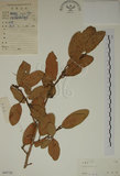 中文名:薜荔(S045726)學名:Ficus pumila L. var. pumila(S045726)英文名:Climbiny Fig