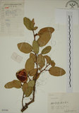中文名:薜荔(S055586)學名:Ficus pumila L. var. pumila(S055586)英文名:Climbiny Fig